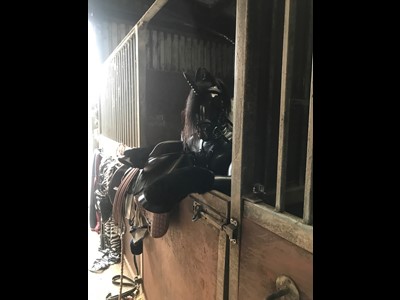 Unicorn Human Pony Play in Riding School Stable